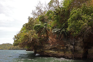 Cycas rumphii population on sea shore limestone cliffs, Lembeh, Sulawesi