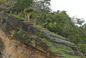 Cycas seemannii population on rocky seashore habitat, Matangi, Taveuni, Fiji