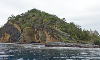Cycas seemannii population on wind exposed rocky seashore habitat, Matangi, Taveuni, Fiji