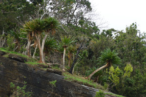 Cycas seemannii population with one fertile female individual on rocky seashore habitat, Matangi, Taveuni, Fiji
