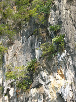 Cycas tropophylla and small dicot trees in cracks on bare vertical limestone cliff, Halong Bay, Vietnam
