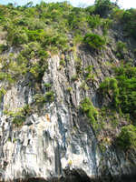 Cycas tropophylla individuals in cracks on bare vertical limestone cliff, Halong Bay, Vietnam