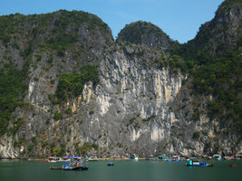 Cycas tropophylla population on bare vertical limestone cliff, Ha Long Bay, Vietnam