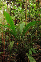 Cyclanthus indivisus, individual with long petiolar sheath, Iquitos, Peru