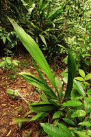 Cyclanthus indivisus, one individual with Cyclanthus bipartitus in the back ground, Iquitos, Peru