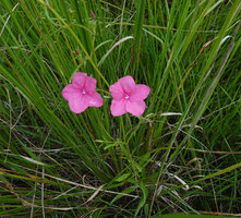 Cycnium tubulosum in water logged savanna, Katavi NP, Tanzania