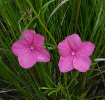 Cycnium tubulosum, one flower bud and two flowers at anthesis, Katavi NP, Tanzania