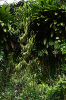 Cylindrolobus sp. freely hanging stems in forest canopy, Danum Valley, Sabah, Borneo