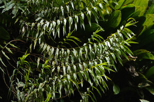 Cylindrolobus sp., upward recurved apical part of the stems, Danum Valley, Sabah, Borneo