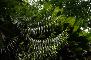 Cylindrolobus sp., upward recurved distal parts of the leafy shoots in forest canopy, Danum Valley, Sabah, Borneo