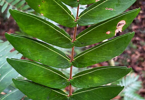 Cynometra plurijuga, strongly asymmetic subopposite leaflets, Malagufuk, Sorong, Papua