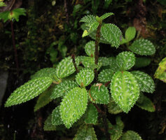 Cypholophus kerewensis, bullate hairy leaves, Kumul, 2800 m asl, Mount Hagen, Papua New Guinea