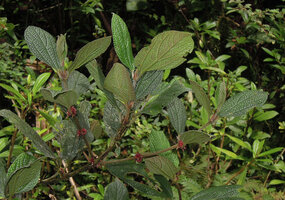 Cypholophus latifolius, leaves and pink congested inflorescences, Kumul, 2800 m asl, Mount Hagen, Papua New Guinea