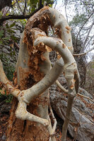 Cyphostemma macrocarpum, emergence of the climbing then reclining thick stems at the top of the gigantic erect swollen stem base, Ankarana Tsingy NP, Madagascar