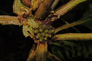 Cyrtandra arborescens, maturing oblong fruits, Manusela NP, 1000 m asl, Seram, Moluccas