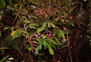Cyrtandra arfakensis, branches, leaves and flowers, Kwau, 1600 m asl, Arfak Mts, West Papua