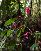 Cyrtandra arfakensis, cauliflorous flowering branches, Arfak Mts, 1600 m asl, Kwau, West Papua
