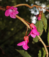 Cyrtandra arfakensis, cauliflory, the flowers appearing on the wooded stems, Kwau, 1600 m asl, Arfak Mts, West Papua