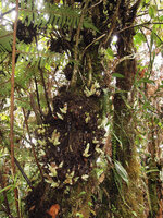 Cyrtandra aundensis, cauliflorous flowers emerging from the cushion of brown decaying bracts, Kumul, 2800 m asl, Mount Hagen, Papua New Guinea