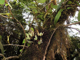 Cyrtandra aundensis, cauliflorous shrubby epiphyte, Kumul, 2800 m asl, Mount Hagen, Papua New Guinea