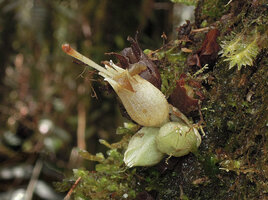 Cyrtandra aundensis, dentate globular calyx and long exserted pistil, Kumul, 2800 m asl, Mount Hagen, Papua New Guinea
