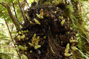 Cyrtandra aundensis, flowers emerging from a thick cushion of decaying bracts, Kumul, 2800 m asl, Mount Hagen, Papua New Guinea