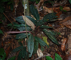 Cyrtandra cf. disparoides, upper and lower surfaces of leaves, Deramakot FR, Sabah, Borneo