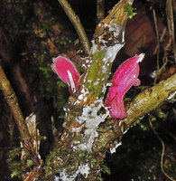 Cyrtandra cf. minjemensis, a shrubby species with cauliflorous flowers, Rondon Ridge, Mount Hagen, 2000 m asl, Papua New Guinea