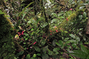 Cyrtandra cf. minjemensis, cauliflorous on erect thin stem and thick woody fallen branch, Rondon ridge, 2000 m asl, Mount Hagen, Papua New Guinea