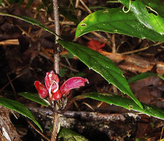 Cyrtandra cf. minjemensis, fasiculate flowers and dentate leaves, each tooth ending in a white emergence, most probably a marginal hydathode , Rondon Ridge, Mount Hagen, 2000 m asl, Papua New Guinea