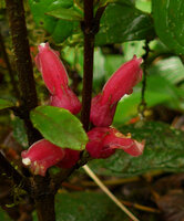 Cyrtandra cf. minjemensis, flowers, Rondon Ridge, Mount Hagen, 2000 m asl, Papua New Guinea