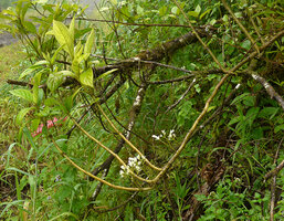 Cyrtandra ciliata, a cauliflorous branched shrub, Des Voeux peak, Taveuni, Fiji
