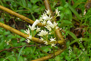 Cyrtandra ciliata, Taveuni, Fiji