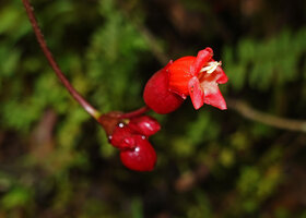 Cyrtandra coccinea, flower at anthesis, Manusela NP, 800 m asl, Seram, Moluccas