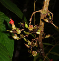 Cyrtandra coccinea, oblong maturing fruits, Sepa, 300 m asl, Seram, Moluccas