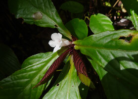 Cyrtandra decurrens, Flower and young leaves with dark red abaxial surface, Waai waterfall, Ambon, Moluccas