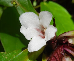 Cyrtandra decurrens, flower at anthesis, Waai waterfall, Ambon, Moluccas