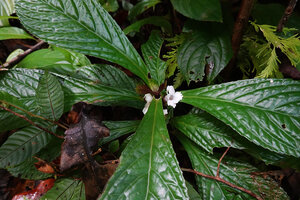 Cyrtandra decurrens, flowers and decurrent leaf bases, Waai waterfall, Ambon, Moluccas