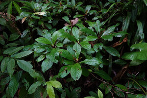 Cyrtandra decurrens, vegetative clump, Waai waterfall, Ambon, Moluccas