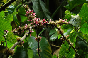 Cyrtandra filibracteata, cauliflorous dense inflorescences with filiform bracts and bright pink tubular corollas, white baccate fruits, Imbu Rano, Kolombangara, Solomon Islands
