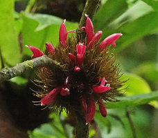 Cyrtandra filibracteata, inflorescence, Imbu Rano, Kolombangara, Solomon Islands