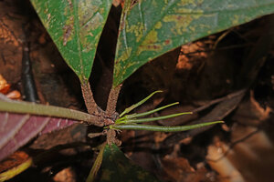 Cyrtandra longicarpa, fasciculate long cylindrical fruits with downward recurved tip, Deramakot, Sabah, Borneo