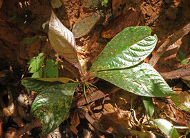 Cyrtandra longicarpa, leaves and fasciculate digitate fruits, Deramakot, Sabah, Borneo