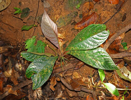 Cyrtandra longicarpa, leaves and the long cylindrical fruits, Deramakot, Sabah, Borneo