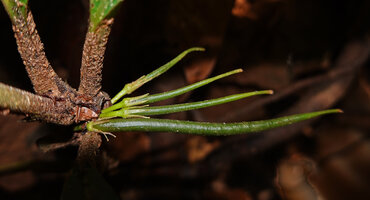 Cyrtandra longicarpa, long cylindrical apically recurved fruits, Deramakot, Sabah, Borneo