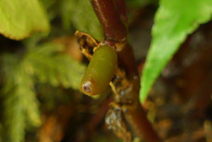 Cyrtandra peltata,developping berry fruit, Anai Valley,West Sumatra