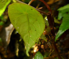 Cyrtandra peltata, individual with berry fruit, Anai Valley,West Sumatra