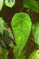 Cyrtandra peltata, vertical peltate leaf parallel to its vertical seeping rock habitat, Anai Valley,West Sumatra