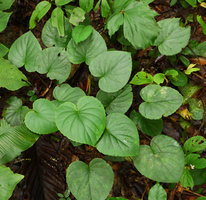 Cyrtandra sp., maybe C. pendula, Anai Valley,West Sumatra