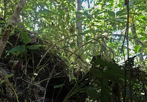 Cyrtandra sp., a cauliflorous shrubby saxicolous species with plagiotropic branches and white flowers, Manusela NP, 600 m asl, Seram, Maluku